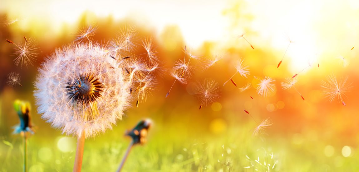 closeup of dandelion